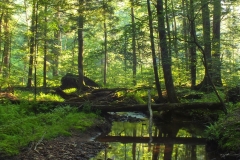 FINGER LAKES NATIONAL FOREST 2